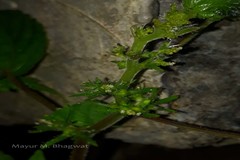 Acalypha brachystachya